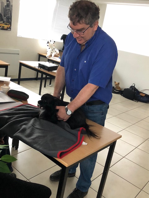 Formation En Secourisme Canin Nantes Rennes Angers Pays Loire