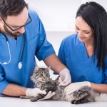 assistance-veterinaire