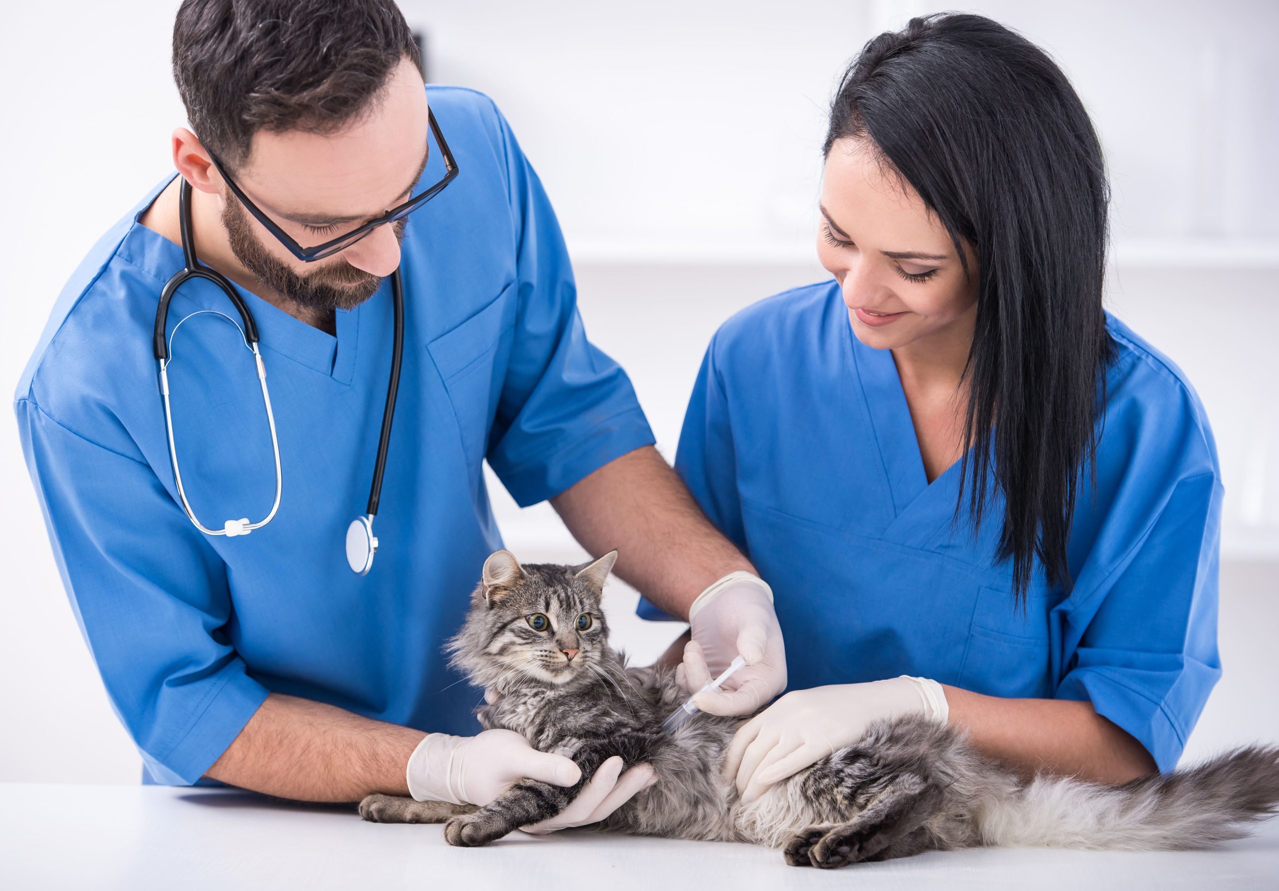 assistance-veterinaire