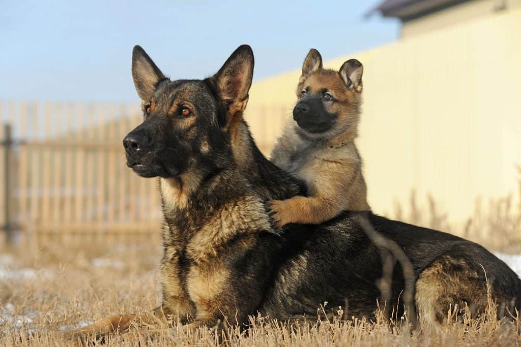 chiens sherwood animalia aux metiers animaliers