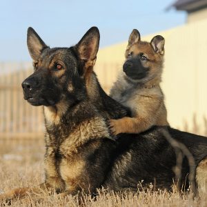 chiens sherwood animalia aux metiers animaliers