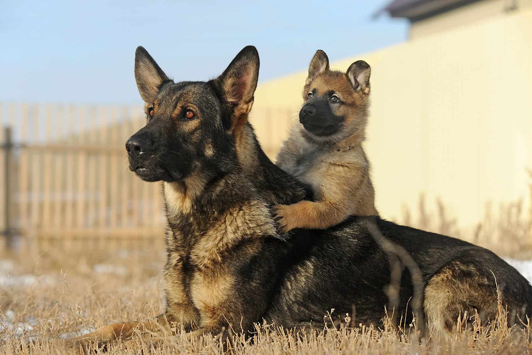 chiens sherwood animalia aux metiers animaliers