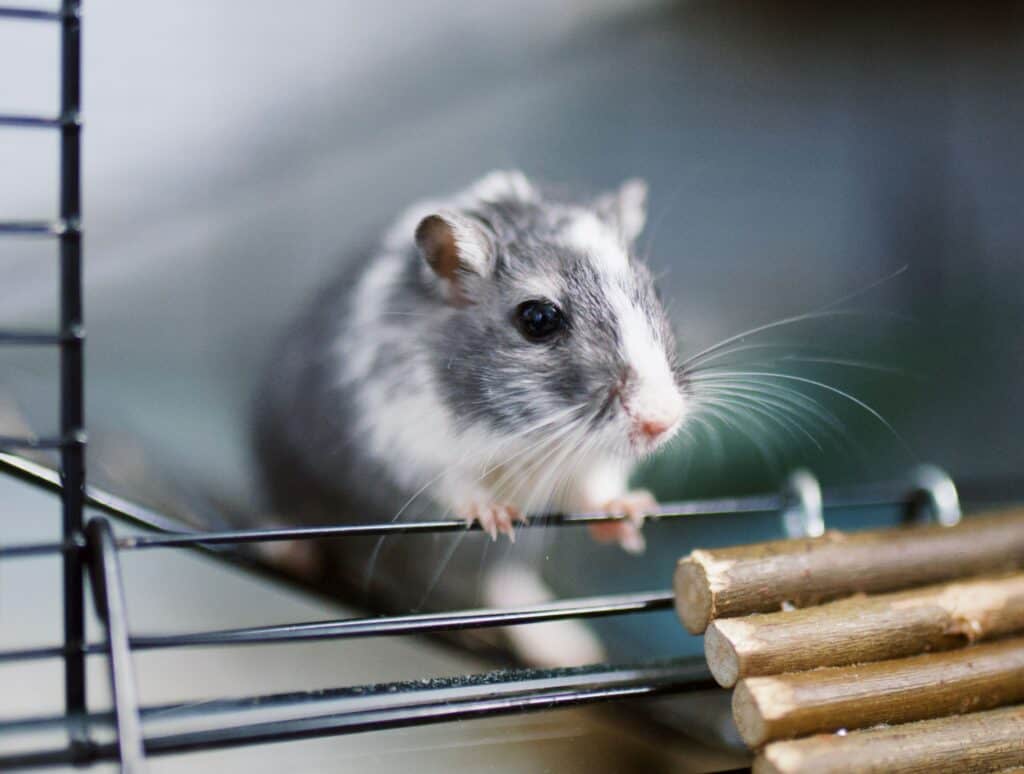 cage-hamster