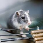 cage-hamster