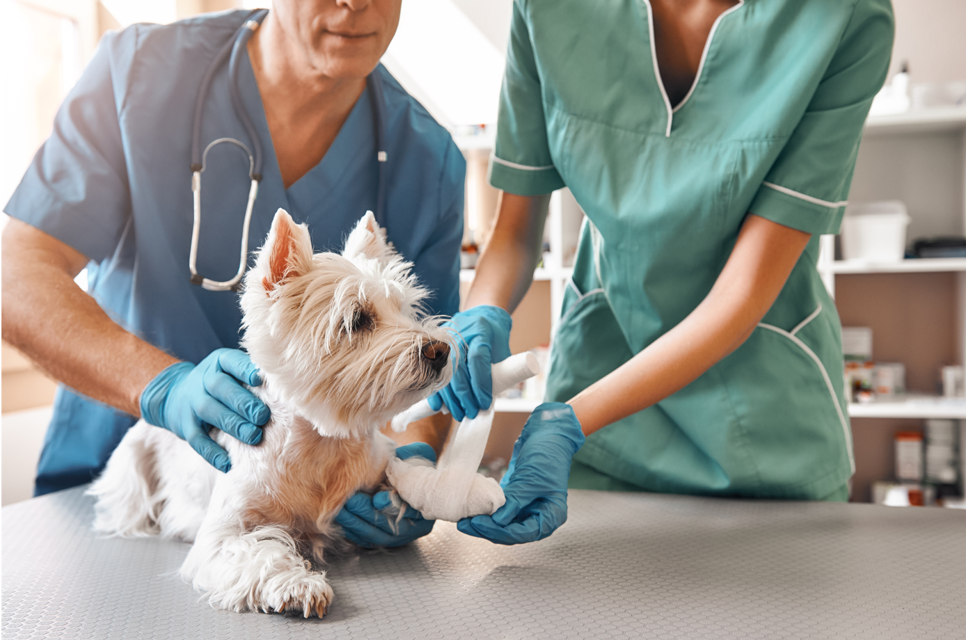 Formation auxiliaire veterinaire reconnue par l'etat metiers animaliers