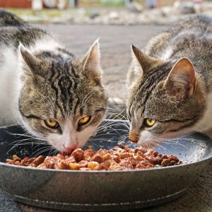 formation nutrition des chiens et des chats