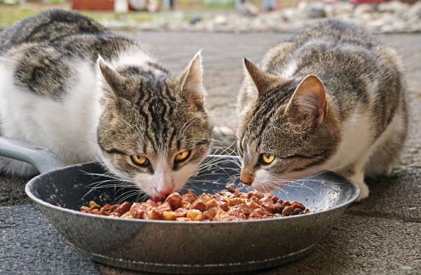 formation nutrition des chiens et des chats