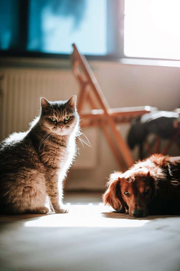 métier pet sitter