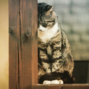 Formation identifier et gérer les problèmes de comportement du chat