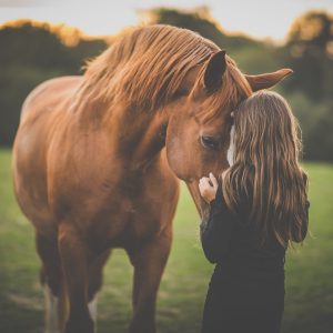 formation généralités sur le cheval