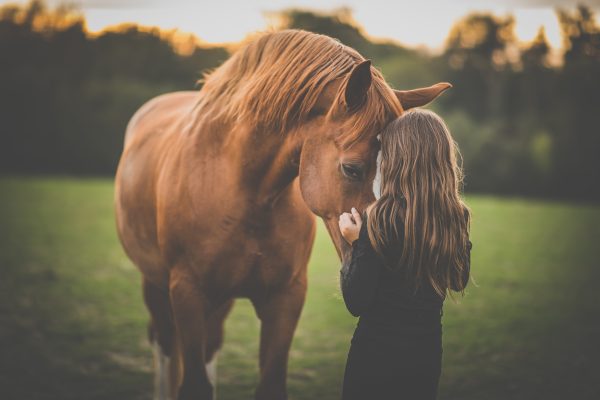 formation généralités sur le cheval