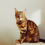 formation comportementaliste félin