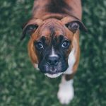 formation éleveur canin