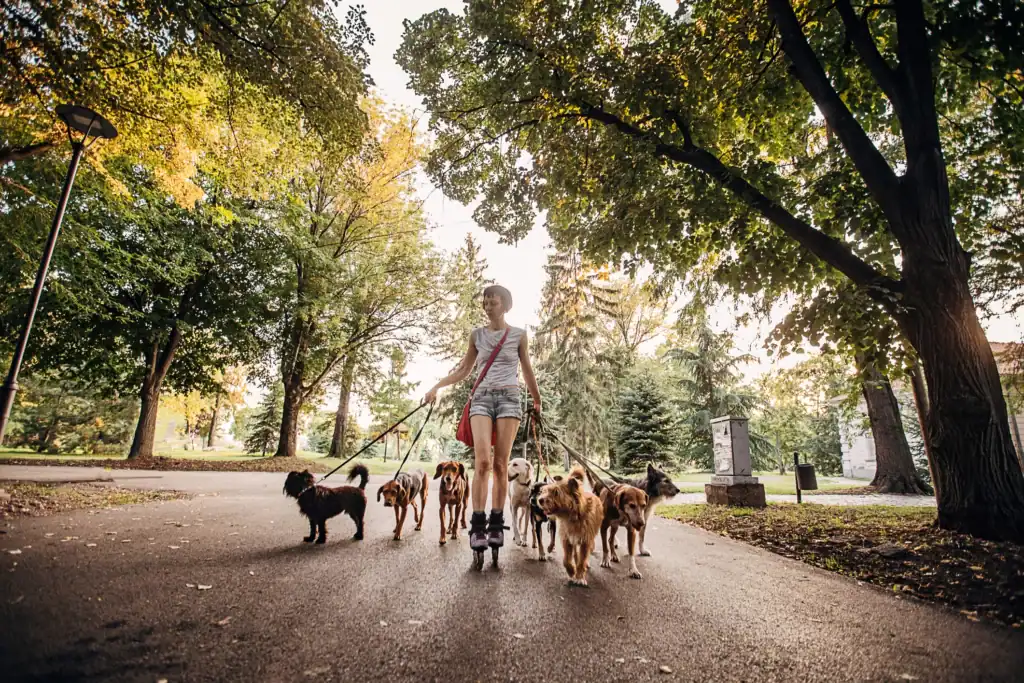 pet-sitter