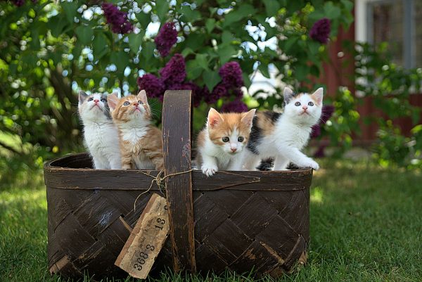 formation reproduction du chat