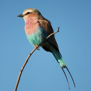 formation oiseaux de volière