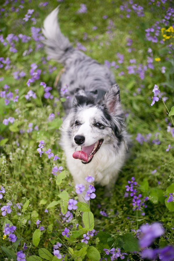 Formation identifier et gérer les problèmes de comportement du chien