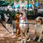 formation pet-sitter