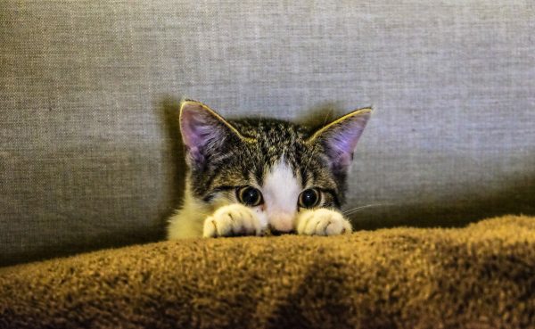 formation accueillir un chat à la maison