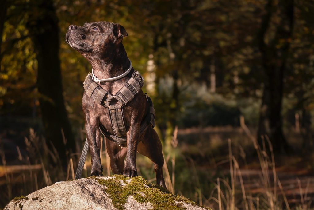 pack pro chien