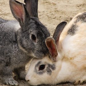 formation les rongeurs et petits animaux