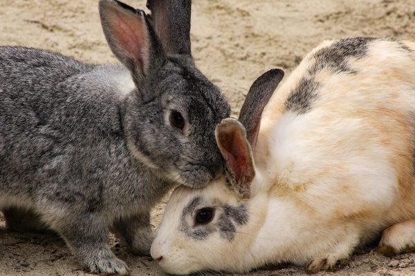 formation les rongeurs et petits animaux