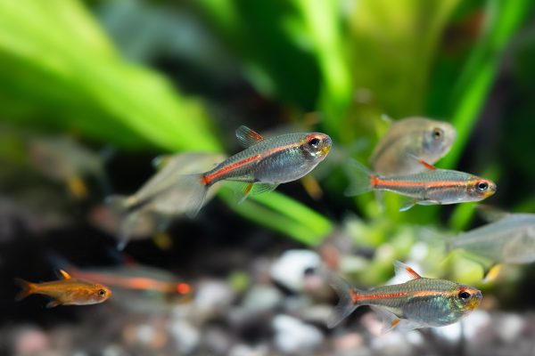 formation les poissons d'aquarium