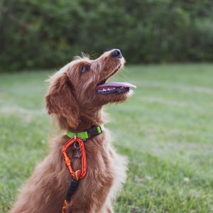 Formation comprendre le chien et l'éduquer