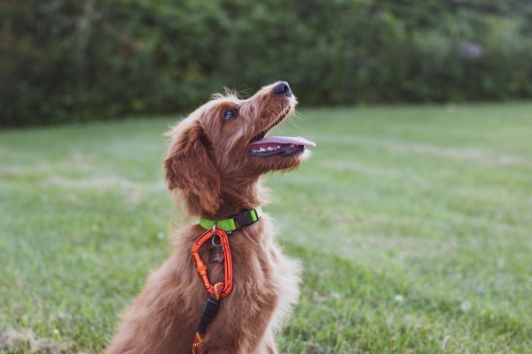 Formation comprendre le chien et l'éduquer