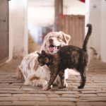 formation responsable de pension chiens et chats