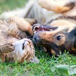 responsable de pension chien et chat sherwood animalia aux métiers animaliers