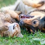 responsable de pension chien et chat sherwood animalia aux métiers animaliers