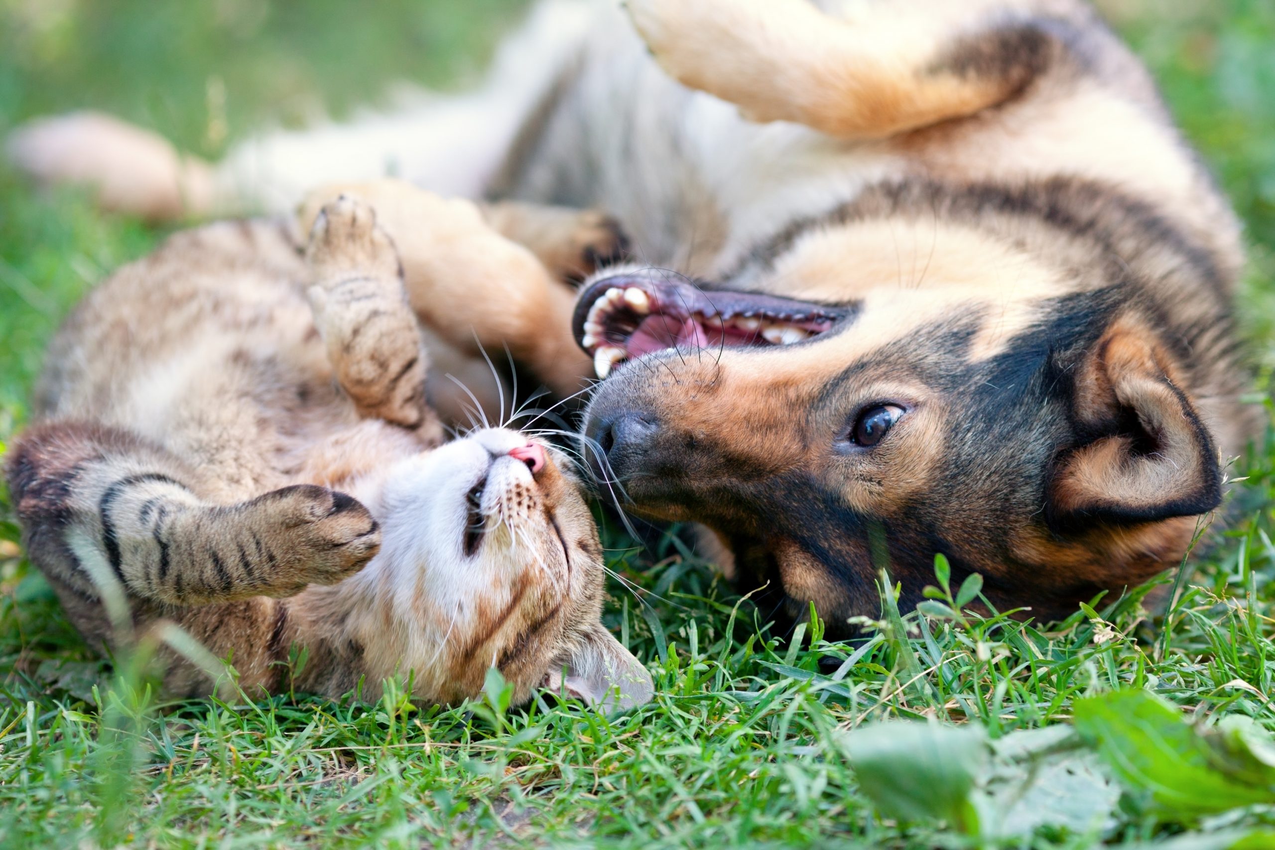 responsable de pension chien et chat sherwood animalia aux métiers animaliers